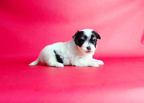 ブリーダー直接販売のミックス犬・チワマル（チワワ×マルチーズ）の子犬