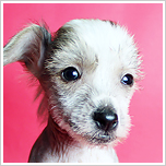 ブリーダー直接販売のチャイニーズクレステッドドッグ（チャイクレ）の子犬のヘアレス