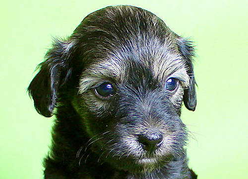 ブリーダー直接販売のチャイニーズ・クレステッド・ドッグ（チャイクレ）の子犬のパウダーパフ