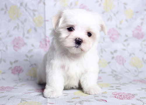 ブリーダー直接販売のマルチーズの子犬