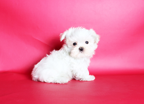 ブリーダー直接販売のマルチーズの子犬