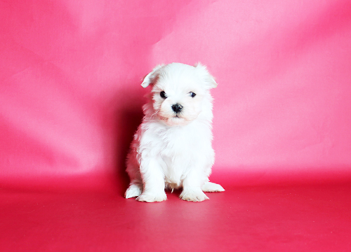 ブリーダー直接販売のマルチーズの子犬