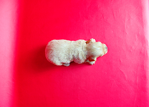 ブリーダー直接販売のミックス犬・マルプー（マルチーズ×プードル）の子犬