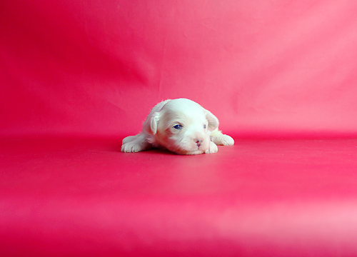 ブリーダー直接販売のミックス犬・マルプー（マルチーズ×プードル）の子犬