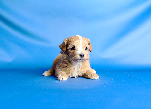 ブリーダー直接販売のミックス犬・マルプー（マルチーズ×プードル）の子犬