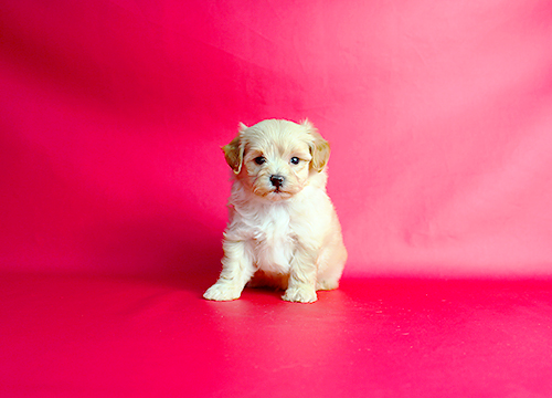 ブリーダー直接販売のミックス犬・マルプー（マルチーズ×プードル）の子犬