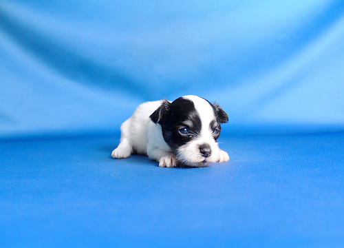 ブリーダー直接販売のミックス犬・チワマル（チワワ×マルチーズ）の子犬