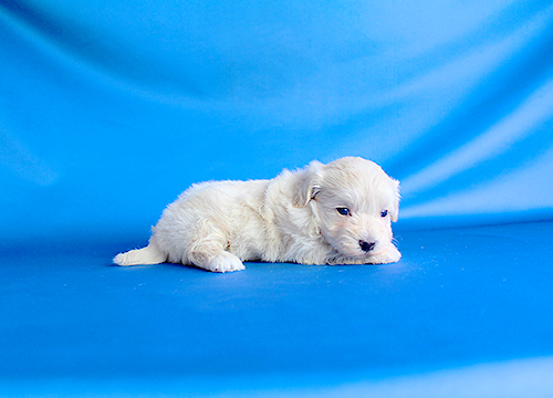 ブリーダー直接販売のミックス犬・マルプー（マルチーズ×プードル）の子犬