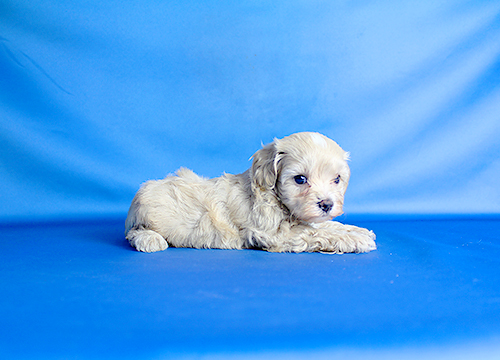 ブリーダー直接販売のミックス犬・マルプー（マルチーズ×プードル）の子犬