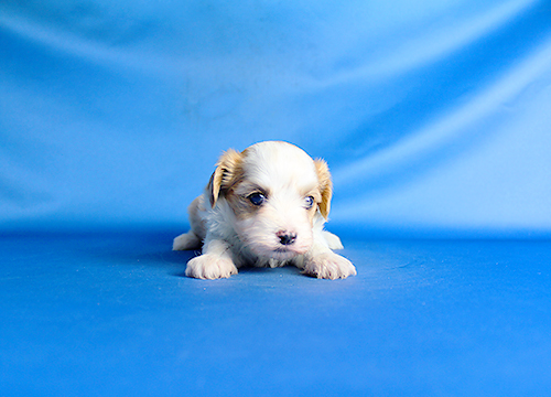 ブリーダー直接販売のミックス犬・キャバマル（キャバリア×マルチーズ）の子犬