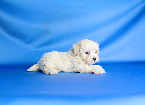 ブリーダー直接販売のミックス犬・マルプー（マルチーズ×プードル）の子犬