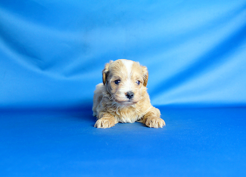 ブリーダー直接販売のミックス犬・マルプー（マルチーズ×プードル）の子犬