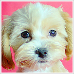 ブリーダー直接販売のミックス犬・マルプー（マルチーズ×プードル）の子犬