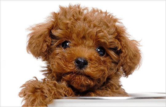 ブリーダー直接販売のプードル（トイプードル・ティーカッププードル）の子犬