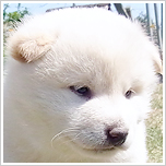 ブリーダー直接販売の柴犬（白柴・白柴犬）の子犬