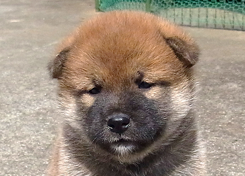 ブリーダー直接販売の柴犬（赤柴・赤柴犬）の子犬